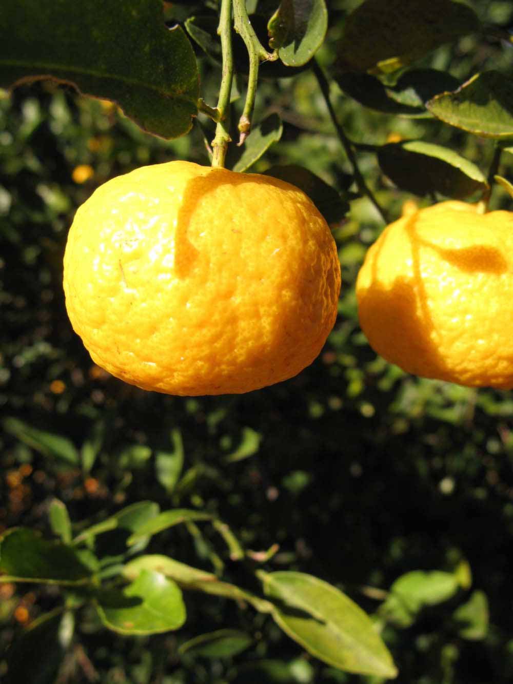              Fruit (Winter Haven, FL)       